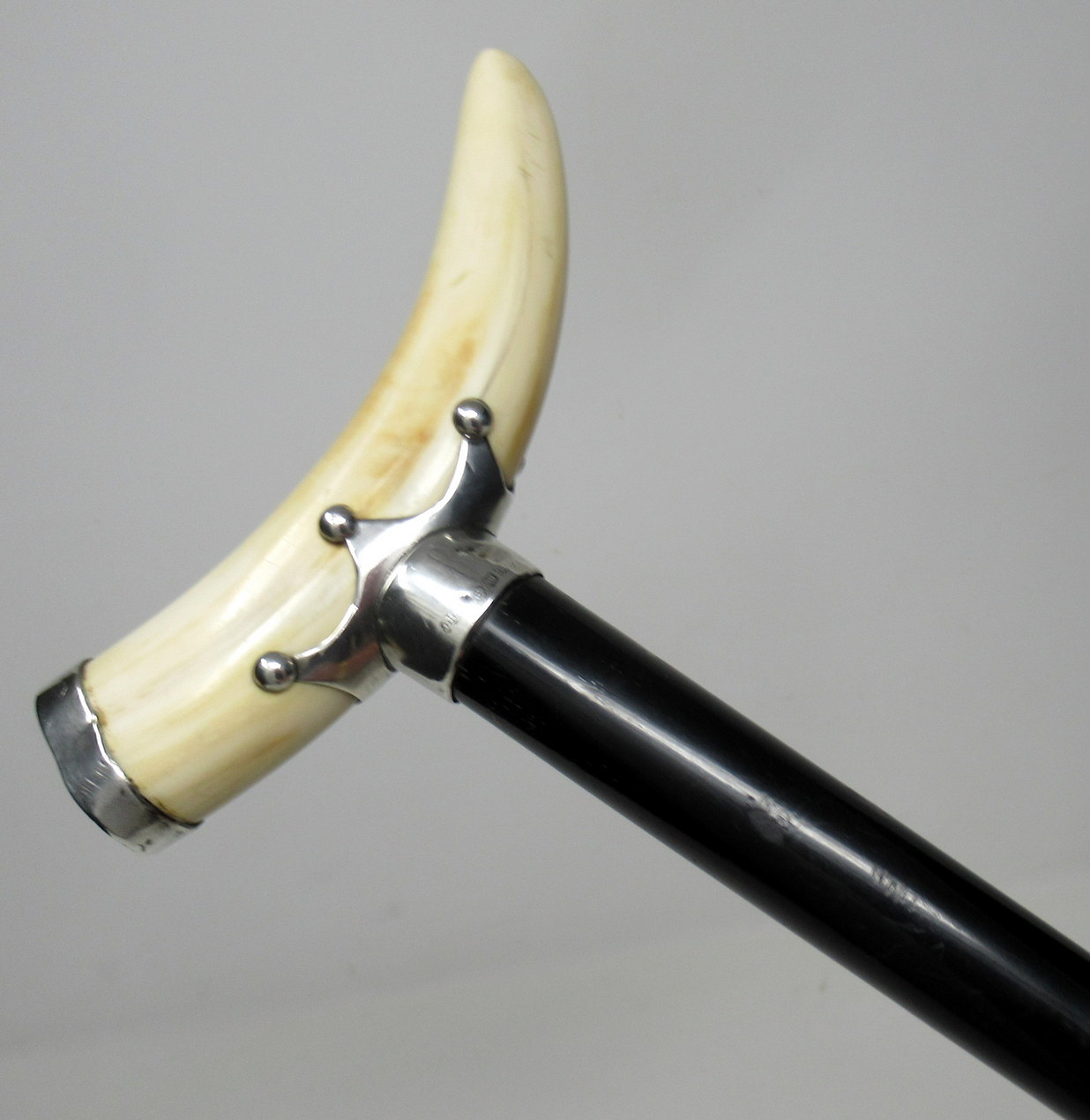 151. Superb Ebony Walking Stick Jonathan Howell Silver Mount Boar Tusk Hallmark 1899 - Image 2