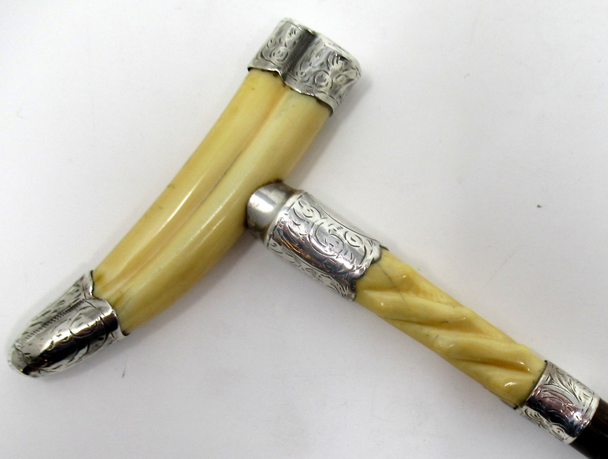 806. Superb Silver Mounted Ivory Boar Tusk Walking Cane Silver Hallmark 1904 - Image 2