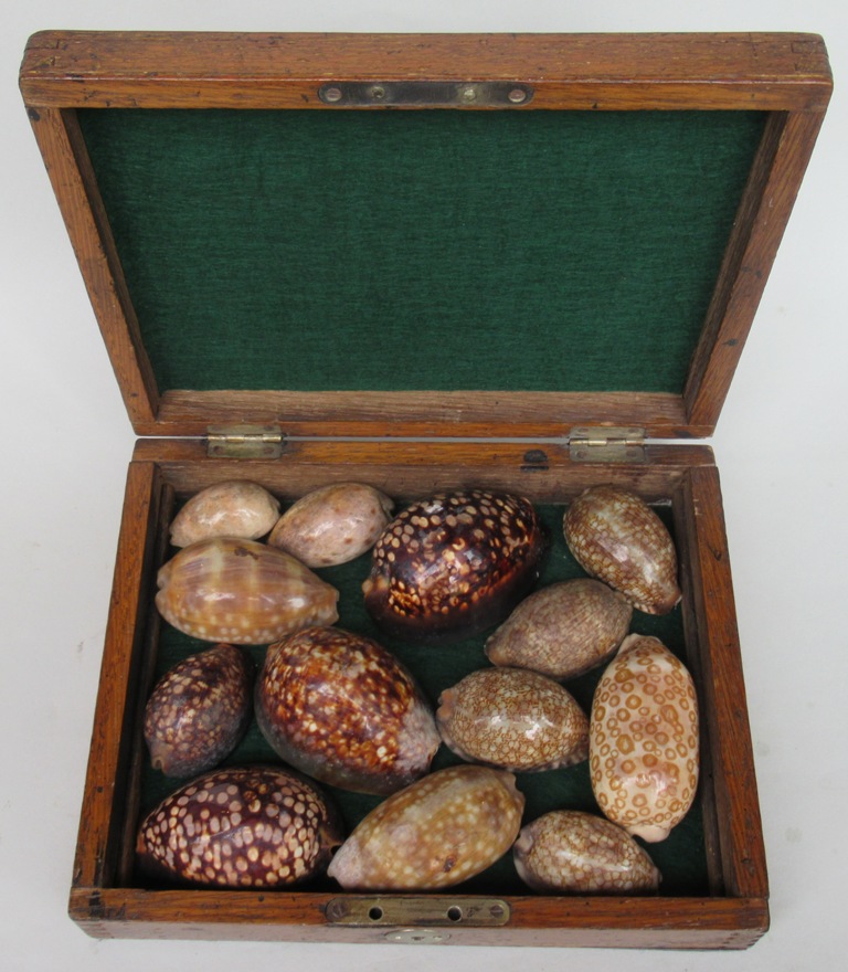 337. Large Collection Boxed Cowry Shells Provenance Elizabeth Gray 1831-1924 - Image 2