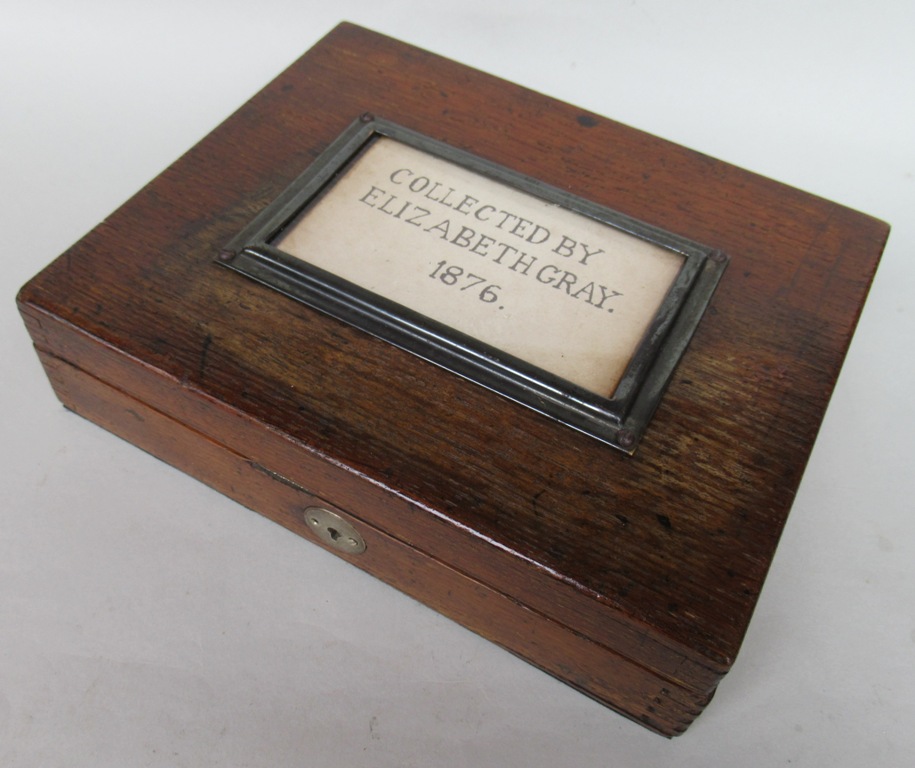 337. Large Collection Boxed Cowry Shells Provenance Elizabeth Gray 1831-1924 - Image 3