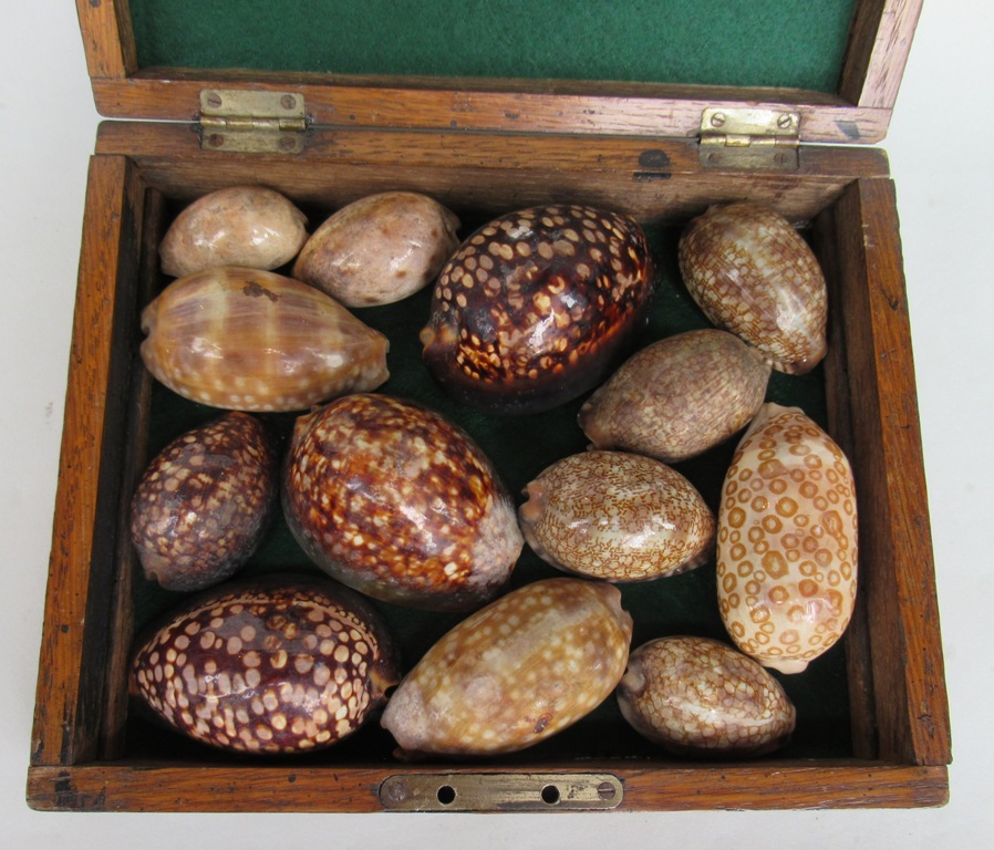 337. Large Collection Boxed Cowry Shells Provenance Elizabeth Gray 1831-1924