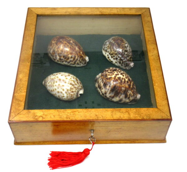 402. Antique Vintage Satinwood Mahogany Jewellery Casket Table Box Cowrie Shells