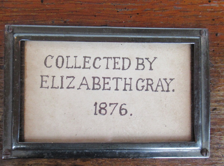 337. Large Collection Boxed Cowry Shells Provenance Elizabeth Gray 1831-1924 - Image 5