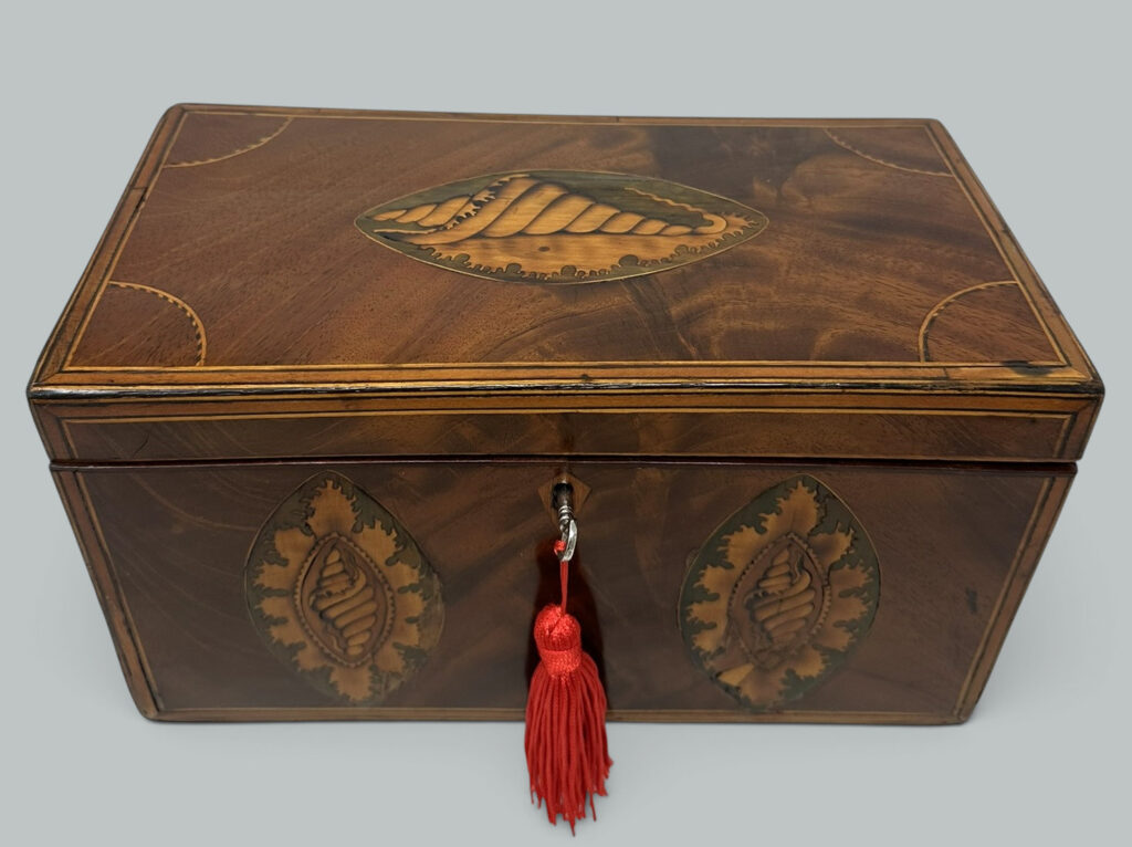211. Antique Georgian Mahogany Satinwood Inlaid Jewelry Cigar Conch Shell Casket Box